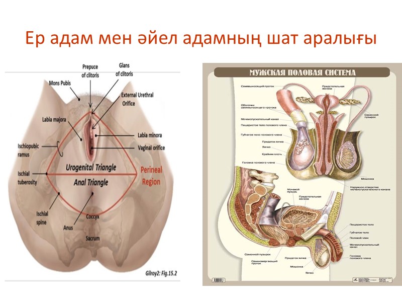 Ер адам мен әйел адамның шат аралығы